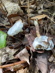 Hypomyces chrysospermus