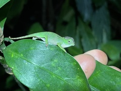 Nguru Blade-Horned Chameleon photo 5