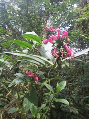 Centropogon cornutus