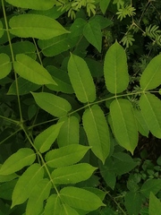 Bursera jerzyi
