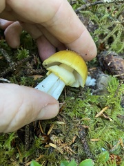 Amanita augusta