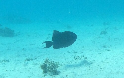 Blue Triggerfish — seen at this dive site