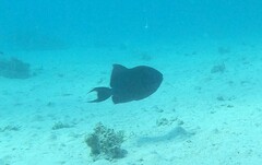 Pseudobalistes fuscus