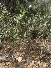 Berberis trifoliolata