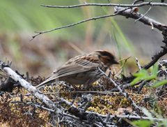 Emberiza pusilla