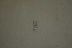 Bryolymnia viridata