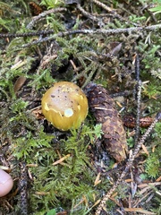 Amanita augusta