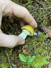 Amanita augusta