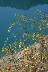 Paliurus spina-christi