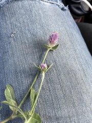 Gomphrena globosa