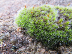 Grimmia laevigata