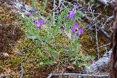 Oxytropis arctica taimyrensis