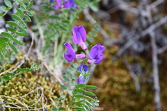 Oxytropis arctica taimyrensis