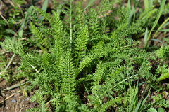 Achillea millefolium