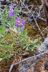 Oxytropis arctica taimyrensis