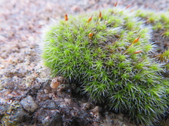 Grimmia laevigata
