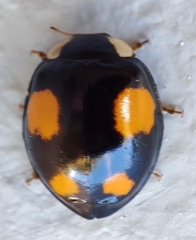 Harmonia axyridis