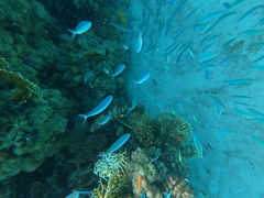 Caesio caerulaurea