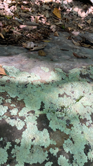 Flavoparmelia baltimorensis