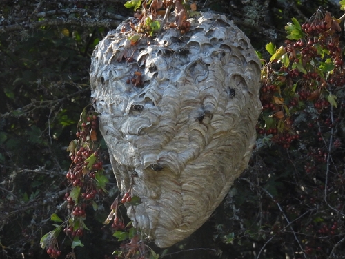 Bald-faced Hornet, photo 4 of 10