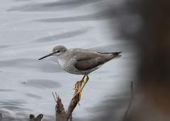 Tringa brevipes