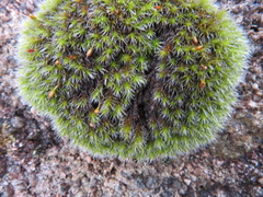 Grimmia laevigata