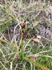 Carex membranacea