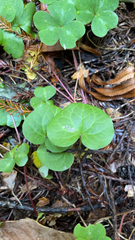 Asarum caudatum