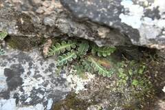 Asplenium ceterach