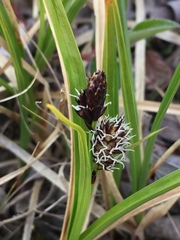 Carex membranacea