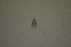 Bryolymnia viridata
