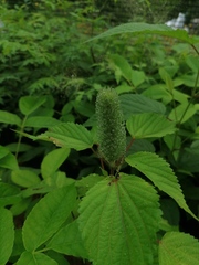 Acalypha alopecuroidea