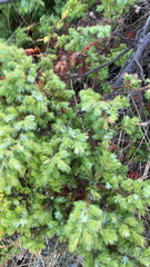 Juniperus communis