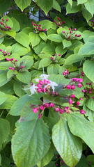 Clerodendrum trichotomum