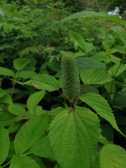 Acalypha alopecuroidea