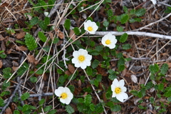 Dryas octopetala