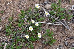 Dryas octopetala