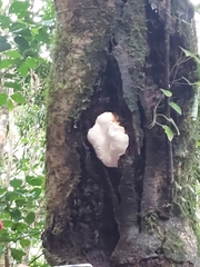 Oudemansiella australis