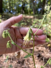 Nabalus serpentarius