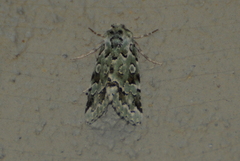 Bryolymnia viridata
