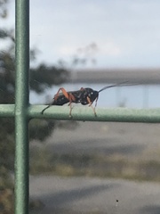 Pimpla rufipes