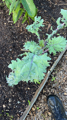 Brassica oleracea