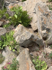 Liolaemus zapallarensis