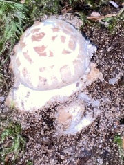Amanita junquillea