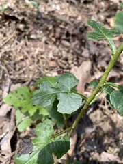 Nabalus serpentarius