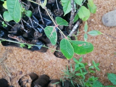 Bursera