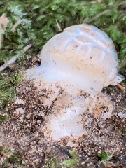 Amanita junquillea