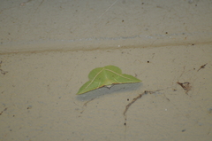 Dichorda illustraria