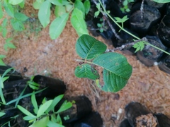 Bursera