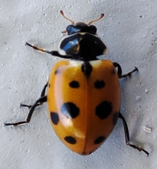 Hippodamia variegata